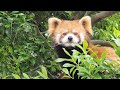 【草花が気になるレッサーパンダの　かんた他・・・】～nishiyama zoo red pandas～