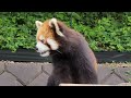 【草花が気になるレッサーパンダの　かんた他・・・】～nishiyama zoo red pandas～