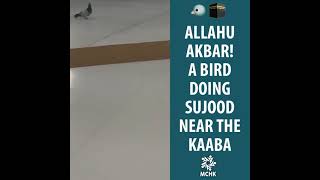 ALLAHU AKBAR! LOOK AT WHAT THE BIRD IS DOING NEAR THE KAABA