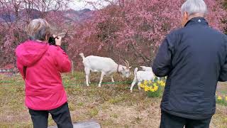 北アルプス絶景子ヤギ：生後2ヵ月までの動画まとめ