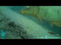 ohrid lake underwater carp