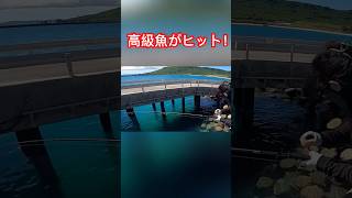 誰もが憧れる、あの高級魚が！？　#沖縄釣り　#フカセ釣り　#fishing  #磯釣り　#立入禁止　#マクブ　#ホワイトビーチ