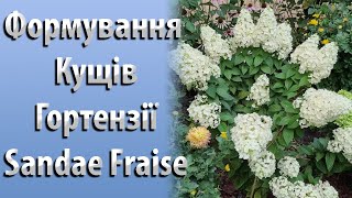 Обрізка Волотистих Гортензій. Як Зробити Формування Кущів Гортензії на прикладі Sandae Fraise