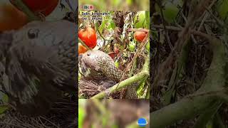 Baby bird is eaten by a wild snake 🐍