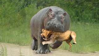 15 Merciless Animal Battles Ever Filmed