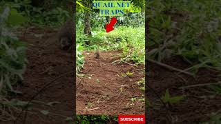 Amazing net Trap for Quail Bird in Jungle, BUSHCRAFT ,fishing, hunting, trapping, survival skill