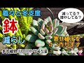 着々と冬支度！室内に入れる鉢を減らす/増やした苗で寄せ植え作り　2024/10/31 #雪国で育てる多肉 #ガーデニング #冬支度 #園芸