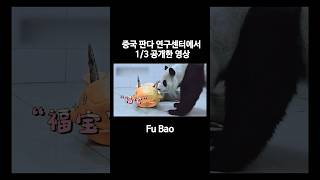 #푸바오 새 집 내실에서 지낸 지 4일차래요! 중국 판다 연구센터에서 1/3 공개한 영상