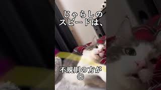 猫じゃらし下手くそなやり方#shorts