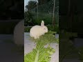 cute rabbit 可 可