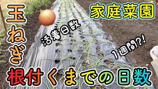 玉ねぎが根付くまでの日数！活着日数について解説しています。