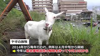 除草が任務　「ヤギレンジャー」出動…東京・多摩