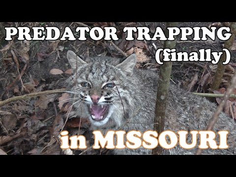 Predator Trapping In Missouri Youtube