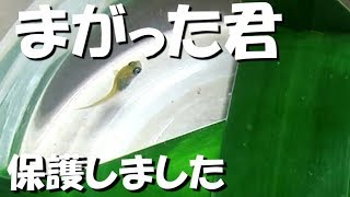 メダカまがった君どうするか迷ったんですが見てられなくて保護しました メダカの曲がった君