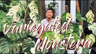 Variegated monstera care and propagation.