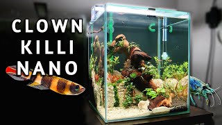 Clown Killifish Nano Tank - Planting