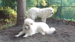 モーニングルーティーン（ダラダラしてるだけ）　Great Pyrenees　グレートピレニーズ