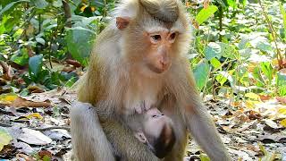 LILA and Her Cute Baby Monkey in the Jungle...monkey cute LL ep192