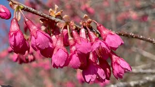 2023/03/03　咲き始め　大洲家族旅行村の寒緋桜　〜愛媛県大洲市〜