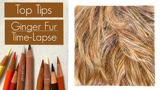 DRAWING REALISTIC GINGER FUR WITH COLOURED PENCILS / TOP TIPS / TIME-LAPSE