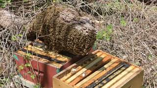 One Swarm, Caught Twice