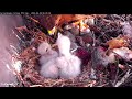 Fourth And Final Red-tailed Hawk Chick Hatches | Meet L4! – April 29, 2022