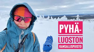 Pyhä-Luoston kansallispuisto 2024 - Jäisiä rinteitä ja hankikantoa