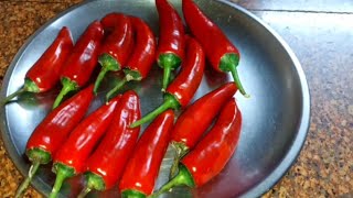 मोटी लाल मिर्च की अनोखी रेसिपी || moti lal mirchi achar new recipe || lal mirch ka bharwa achar