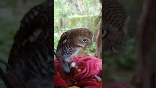 മൂങ്ങ ഇണങ്ങുമോ ഗയ്സ് ll Will Owl be friendly with us