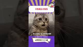 小猫：果真吗？义父？#猫咪 #动物的迷惑行为 #万万没想到