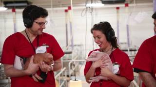 Inside a Modern Pig Farm