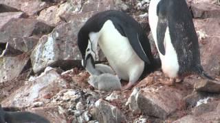 Chinstrap penguin feeding baby