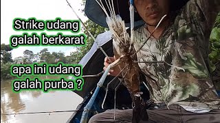 Mancing udang galah. spot sungai  jambayan dapat udang galah langka berkarat