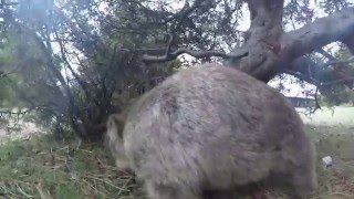 Wombat scratching its back on a tree