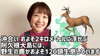 【阿久根市】阿久根大島で鹿に会いたい🦌