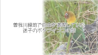 曽我川緑地の迷子のボタンインコ