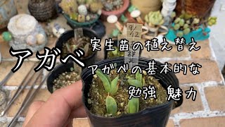 実生苗を植え替えながら、アガベの基本的な事を勉強します。