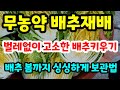 무농약 배추재배 벌레없이 배추키우기 봄까지 싱싱한 배추보관  감칠맛 육수비법 무농약쪽파 #김장김치#저염김치 #저염배추절이는법#건강#자연#힐링#텃밭 #친환경#농사#시골 #전원생활