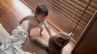 赤ちゃんの寂しさを解消する猫　ノルウェージャンフォレストキャット　A cat that gets rid of loneliness in babies