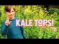 Kale Tops! What you should know.