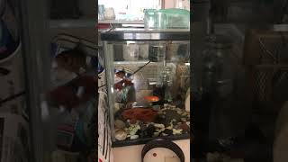 金魚たちの餌くれダンス