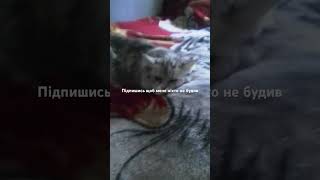 Дякую #cat #підпишись #kitten