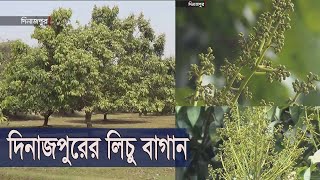 দিনাজপুরের লিচু বাগানগুলোতে মুকুলের সমারোহ |  প্রাকৃতিক দূর্যোগ না হলে ভাল ফলনের আশা 5Mar.20