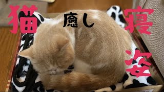 エキゾチックショートヘア。猫の寝姿。癒し動画。