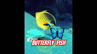 ❤️Butterfly fish🦋 and Sea Shell 🐚remains  #butterflyfish #redseadiving #scuba #underwatervideo #kids