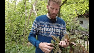 Eetbare bladeren uit het voedselbos
