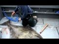 How To Filet: A 300 Pound Alaskan Halibut