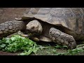 tortoises top 10 beautiful facts