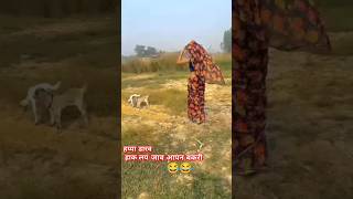 कोई मेड पर खड़ा #कोई खेत में खड़ा #😂😂😂 funny video