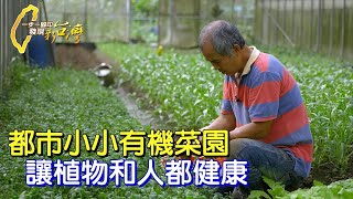 【土城】∣退休打造有機菜園.人生下半場保護土地.也讓人吃得健康∣一步一腳印【勤勞農夫的有機生活】20230820